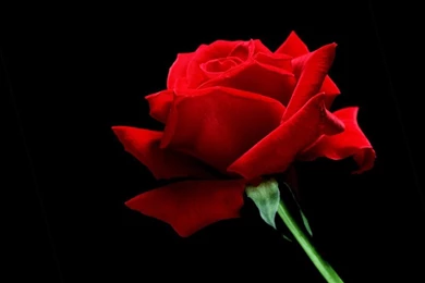 Red Rose Wallpapers Free Large Images