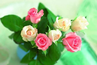 Beautiful Roses Wallpapers (20 Photos)