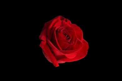 Rose Wallpapers By Mitsubishiman On DeviantArt