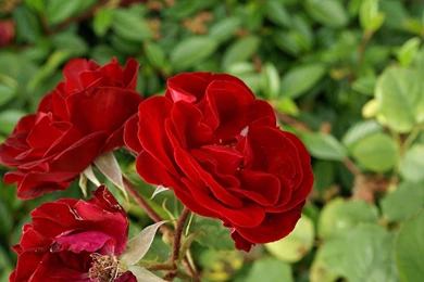 Roses Flower, Roses Photos, Roses Wallpapers For Your Desktop   Red ...