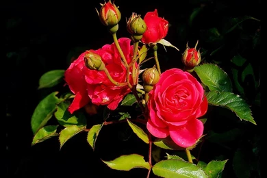 Mind Blowing HD Red Rose Wallpapers ~ Allfreshwallpapers