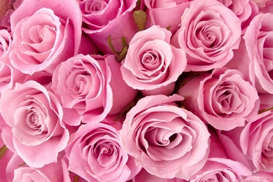 Pretty Pink Rose Wallpapers   Colors Wallpapers (34511777)   Fanpop