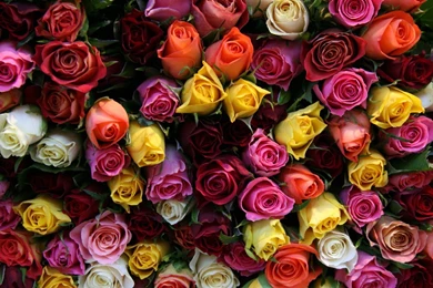 Colorful rose wallpapers colorful roses 17222.jpg