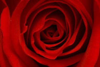 Rose Wallpapers Pictures