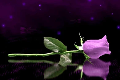 Purple Rose   Purple Wallpapers (34727283)   Fanpop
