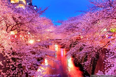 Spring In Japan Wallpapers   Crazy Frankenstein