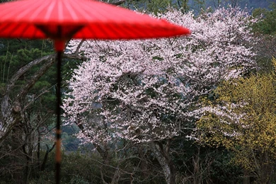 Wallpapers Japan Animaatjes 20 Wallpapers