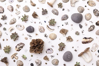 Design*Sponge Desktop Wallpapers