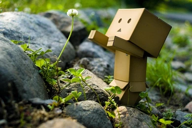 Danbo Wallpapers