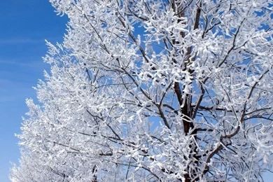 New Year Wallpapers Winter