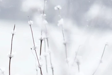 Winter iPhone 6 wallpaper HD.jpg