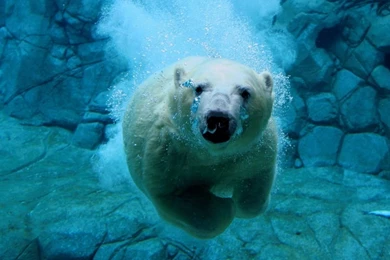 Polar Bear Swimming HD Desktop Wallpapers : Widescreen : High ...
