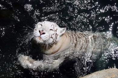 White Tiger Swimming HD Desktop Wallpapers : High Definition ...