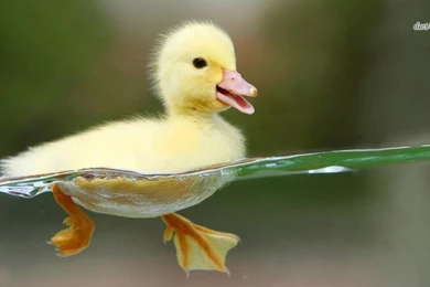 Download Cute Duck Swimming HD Wallpapers