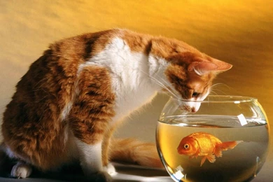 Migi Mega Entertainment: "Animals Wallpapers " The Best Animal ...