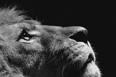 Pets & Animals iPhone 5s Wallpapers