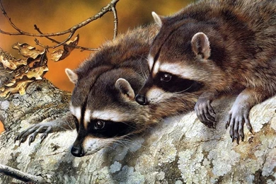 Wallpapers For Animals   HD Wallpapers Pretty