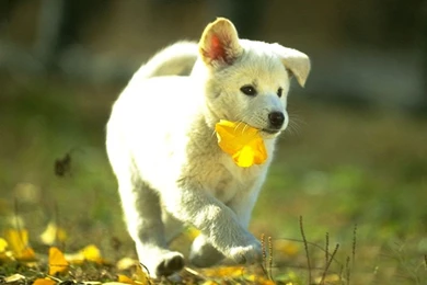 Wallpapers With Animals Widescreen HD Wallpapers