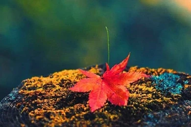 The Best Fall Or Autumn Themed Wallpapers For iPhone 5s