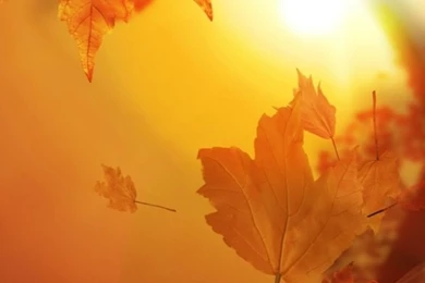 Autumn iPhone 5s Wallpapers