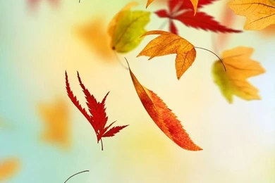 Fall iPhone Wallpapers — Crafthubs