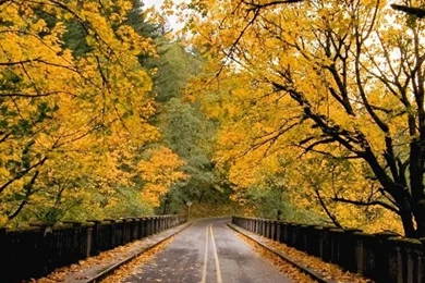 Top Autumn Iphone Wallpaper Images For Pinterest