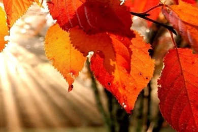 Fall Leaves Iphone Wallpapers   Autumn Fall Orange Tree Leaves ...
