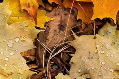 Top Fall Iphone Background Images For Pinterest