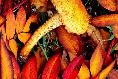 Fall Wallpapers For iPhone 5