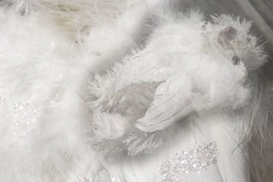 Clients Of Gemstonebears