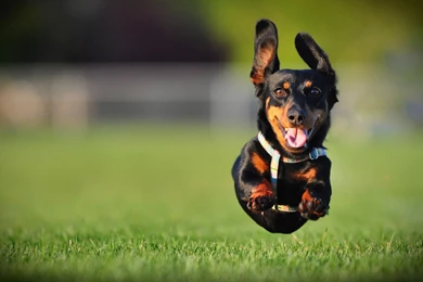 25 Dachshund HD Wallpapers