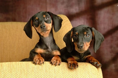Dachshund Best Wallpapers