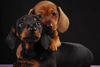 Dachshund Wallpapers Screensavers 18 Free Wallpapers ...
