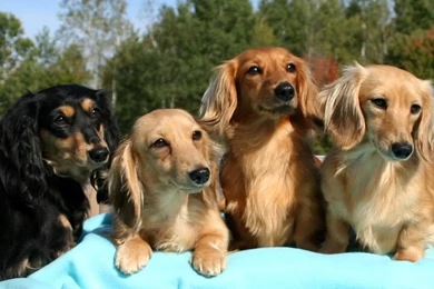 Dachshund Wallpapers HD Download