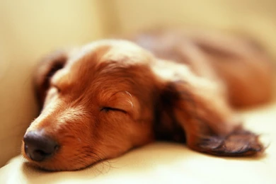 Dachshund Wallpapers Hd Wallpapers, Pictures, Pics, Images ...
