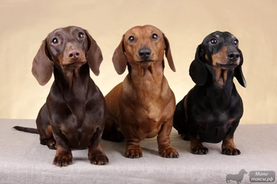 Three Dachshund Looking Up Wallpapers And Images Wallpapers ...