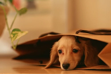 Miniature Dachshund Puppies Wallpapers   Puppy Dachshund 1600x1200 ...