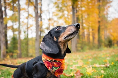 Full HD 1080p Dachshund Wallpapers HD, Desktop Backgrounds 1920x1080