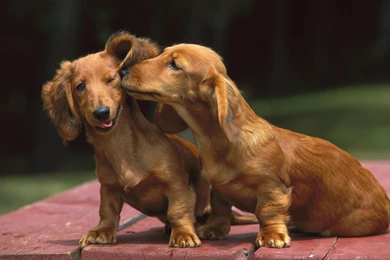 The Couple 1680x1050 Wallpapers,Dachshund 1680x1050 Wallpapers ...