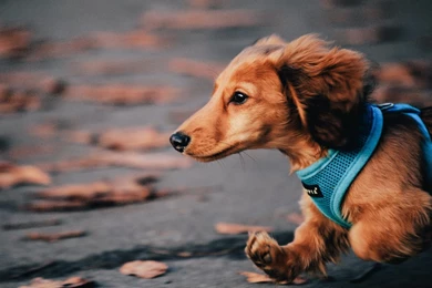 Dachshund Wallpapers Hd Wallapers, Pictures, Pics, Images ...