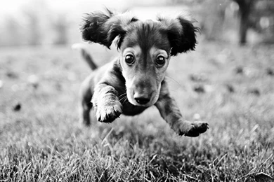 Dashing Dachshund Wallpapers 1024x768