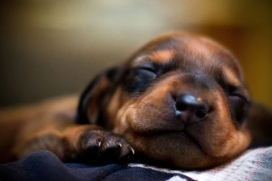 Dachshund Desktop Pictures