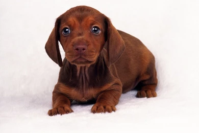Free Wallpapers   Free Animal Wallpapers   Miniature Dachshund ...