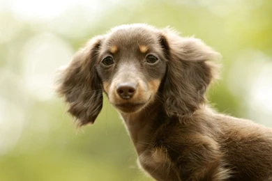 Free Animal Wallpapers Miniature Dachshund Wallpapers 1920x1440 ...