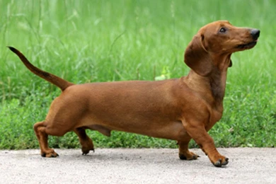 Dachshund Funny Wallpapers,Dachshund Wallpapers & Pictures Free ...
