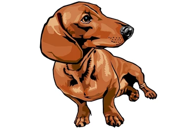 Dogs: Dachshund Drawing Dogs Animals Pet Dog Cute High Quality ...