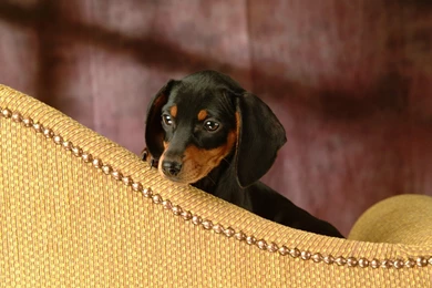 Miniature Dachshund Puppies Wallpapers   Puppy Dachshund 1920x1200 ...