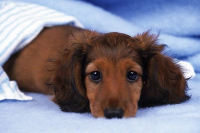 Mini Dachshund Wallpapers   Dogs Wallpapers (7014512)   Fanpop