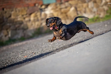 Dachshund Running Wallpapers   Animal Wallpapers