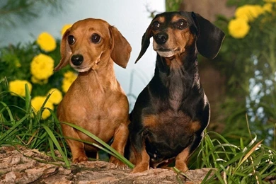 Dachshund Dogs Pictures For Your Project On Animal Picture Society